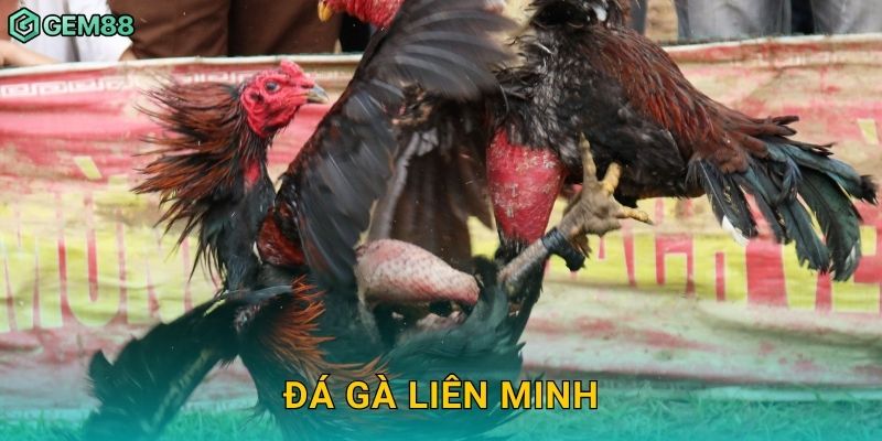 Đá gà liên minh – Trận cầu kịch tính tại Gem88