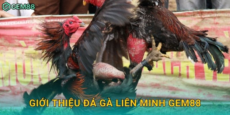 Giới thiệu đá gà liên minh Gem88