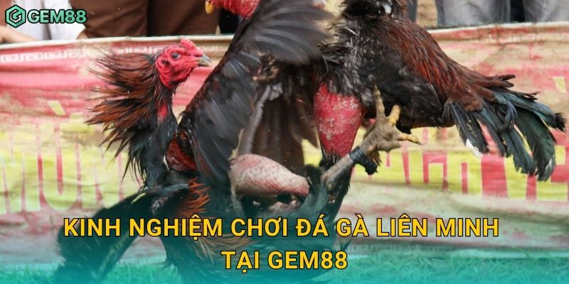 Kinh nghiệm chơi đá gà liên minh tại Gem88