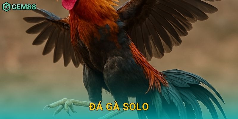 Đá gà solo – So tài đỉnh cao giữa các chiến kê tại Gem88