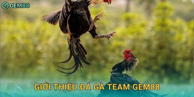 Giới thiệu đá gà team Gem88