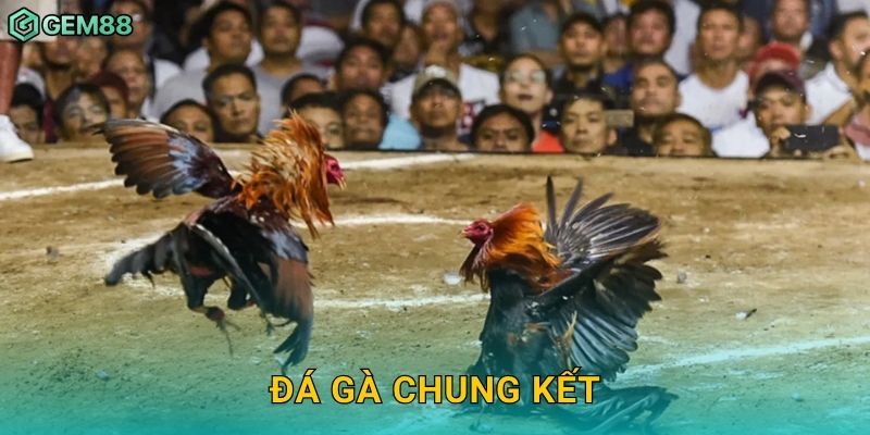 Đá gà chung kết – Cuộc đối đầu nghẹt thở tại Gem88