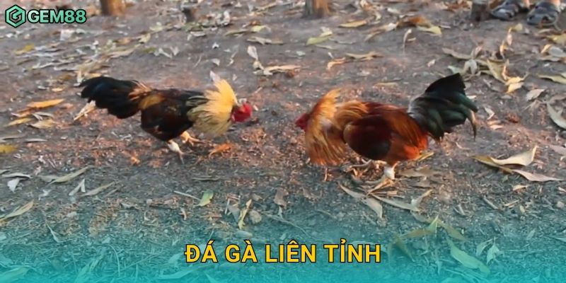 Đá gà liên tỉnh – So tài vùng miền hấp dẫn tại Gem88