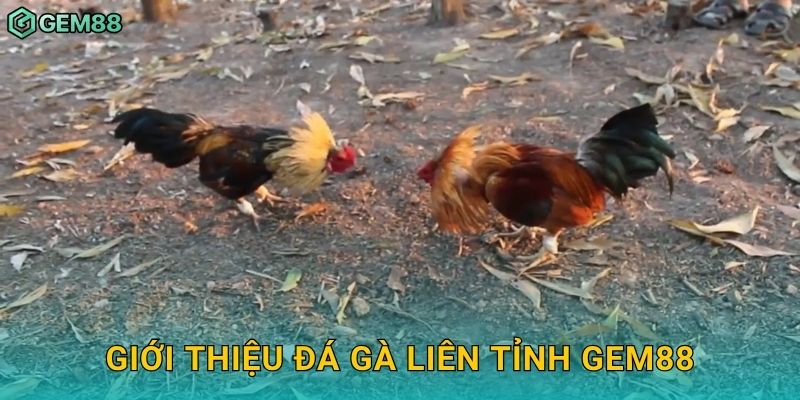 Giới thiệu đá gà liên tỉnh Gem88
