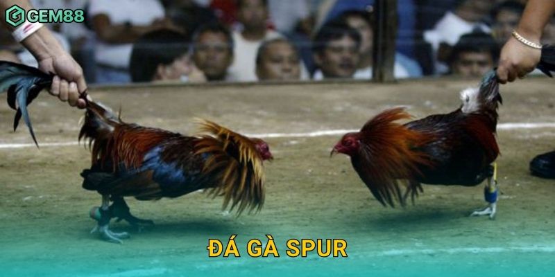 Đá gà Spur – Chiến lược tốc chiến mạnh mẽ tại Gem88