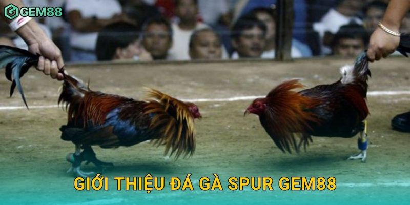 Giới thiệu đá gà Spur Gem88
