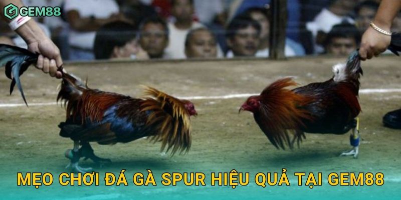 Mẹo chơi đá gà Spur hiệu quả tại Gem88