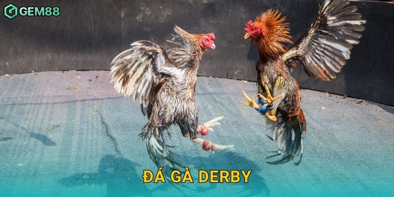 Đá gà Derby – Trận đối đầu danh giá tại Gem88