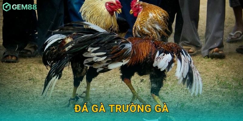 Đá gà trường gà – Nơi hội tụ chiến kê đỉnh cao tại Gem88
