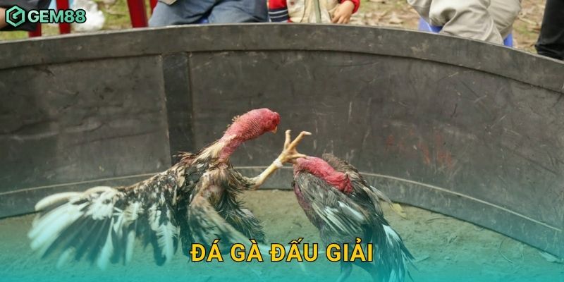 Đá gà đấu giải – Sôi động từng trận tranh tài tại Gem88